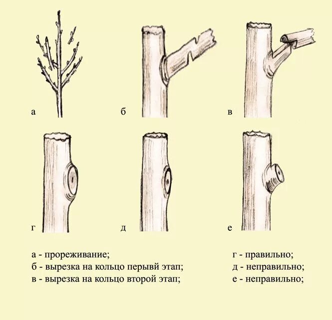 Можно ли обрезать сухие ветки