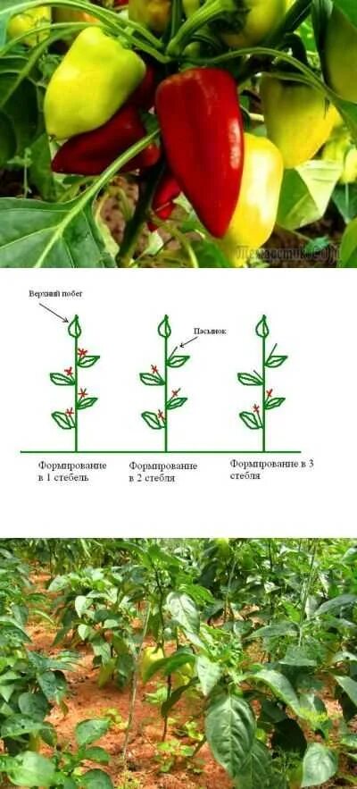 Нужно ли прищипывать перец. Пасынкование перцев в теплице. Перец формирование куста пасынкование. Пасынкование болгарского перца. Пасынкование перцев в парнике.