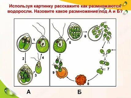 Водоросли размножение