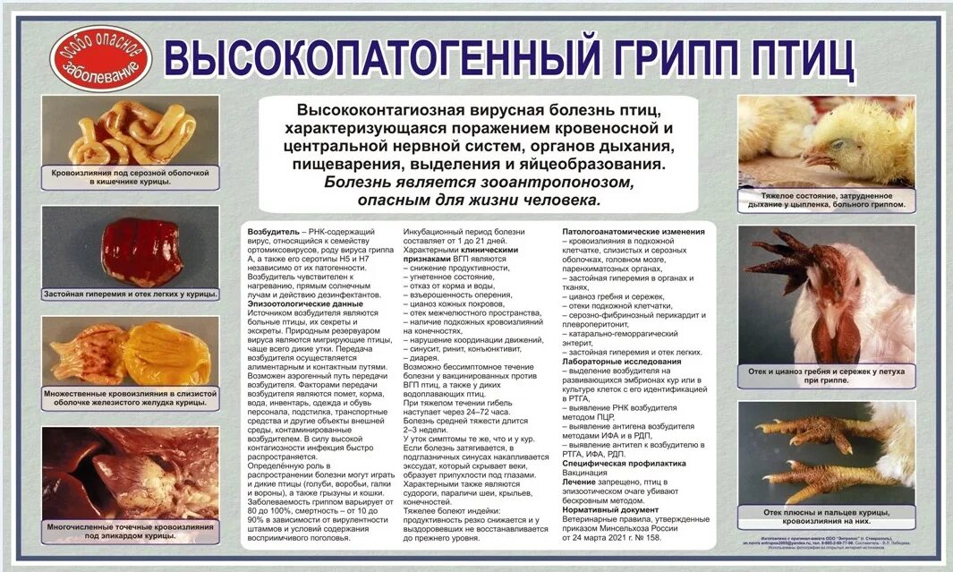 Памятка по птичьему гриппу для населения. Памятка птичий грипп для населения. Памятка птичий грипп для населения. Памятка грипп птиц. Птичий грипп памятка.