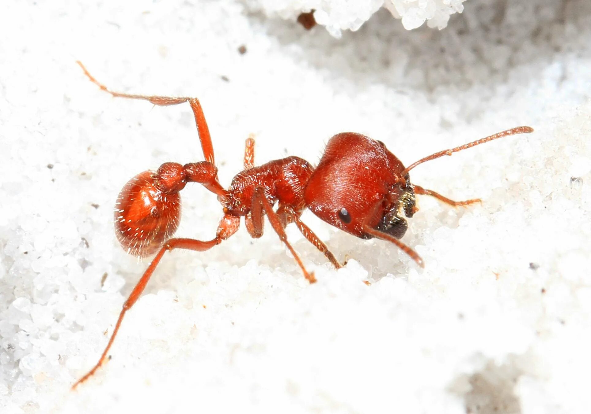 Рыжий муравей питание. Муравей-Жнец Марикопа. Red Harvester муравей. Красный американский муравей-Жнец.