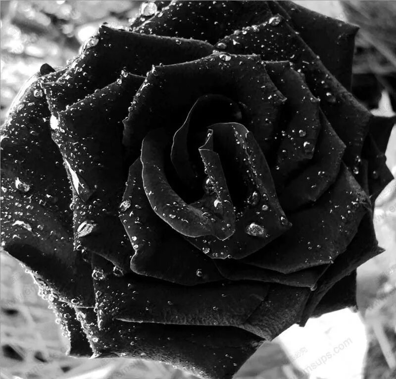 черную розу фотку. фото черных роз. черную розу фотку. черный нефрит роза. роза халфети.