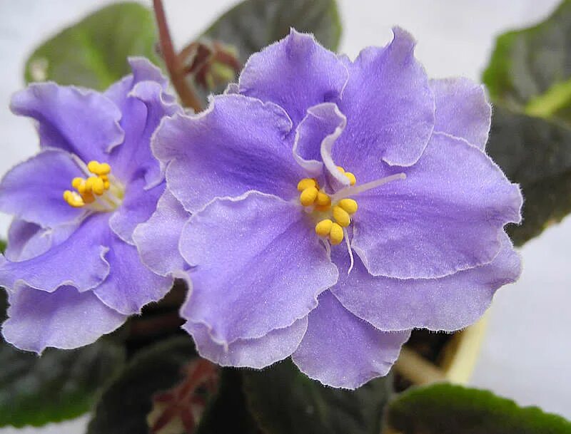 Фиалка вольный ветер макуни. Фиалка демон макуни. Фиалка макуни. Фиалки макуни. Фиалка вика макуни.