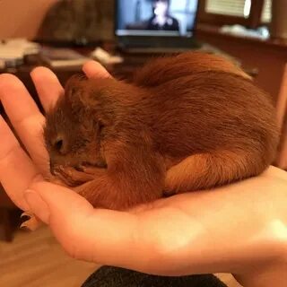 Бельчонок хорош во всем