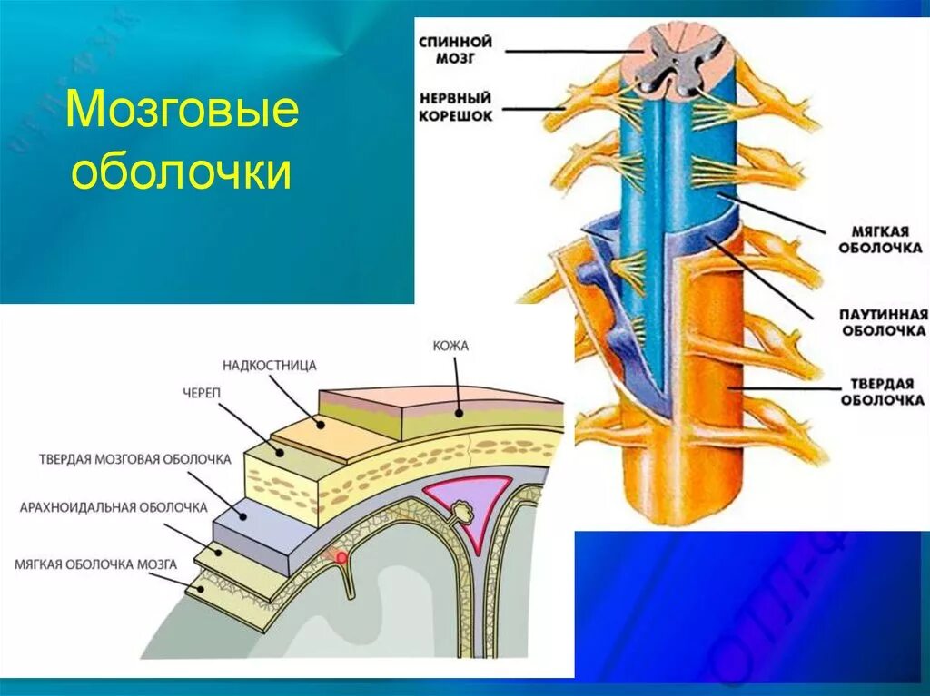 Три оболочки мозга. Строение спинного мозга оболочка мозга. Строение оболочек спинного мозга. Строение и функции оболочек спинного и головного мозга. Оболочки и МЕЖОБОЛОЧЕЧНЫЕ пространства головного и спинного мозга.