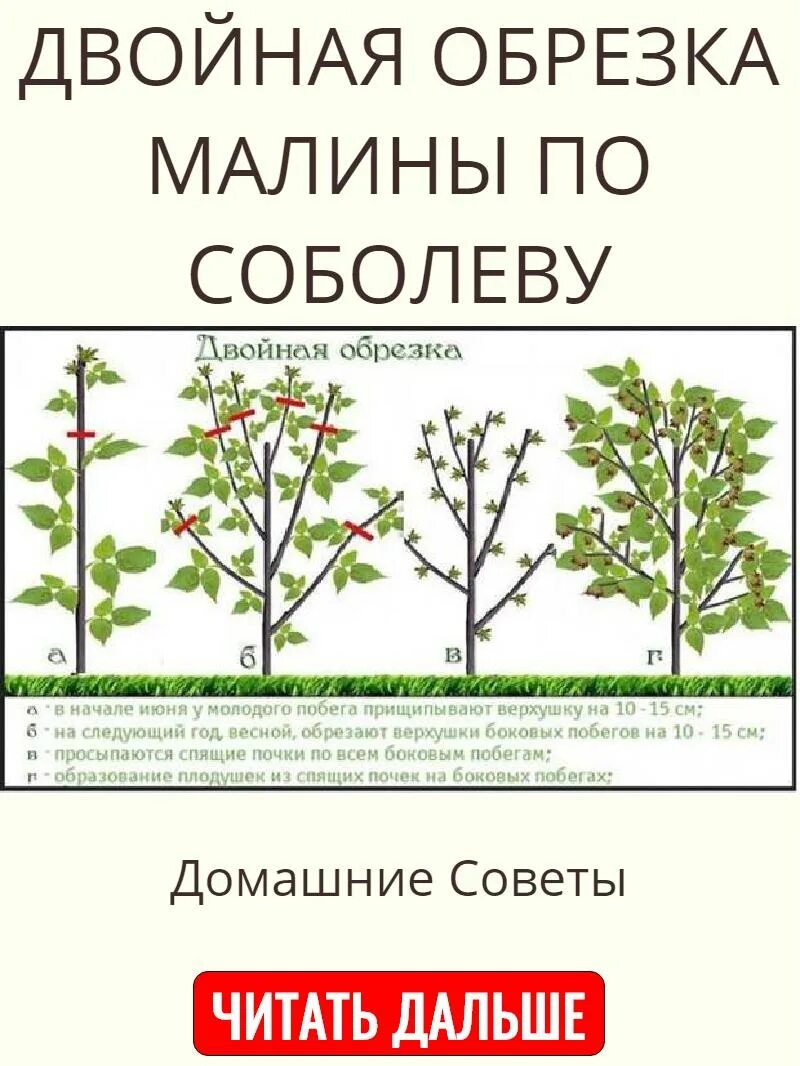 Нужно ли обрезать ремонтантную. Малина ремонтантная подрезка. Схема обрезания малины ремонтантной. Схема обрезки ремонтантной малины. Обрезка ремонтантной малины весной.