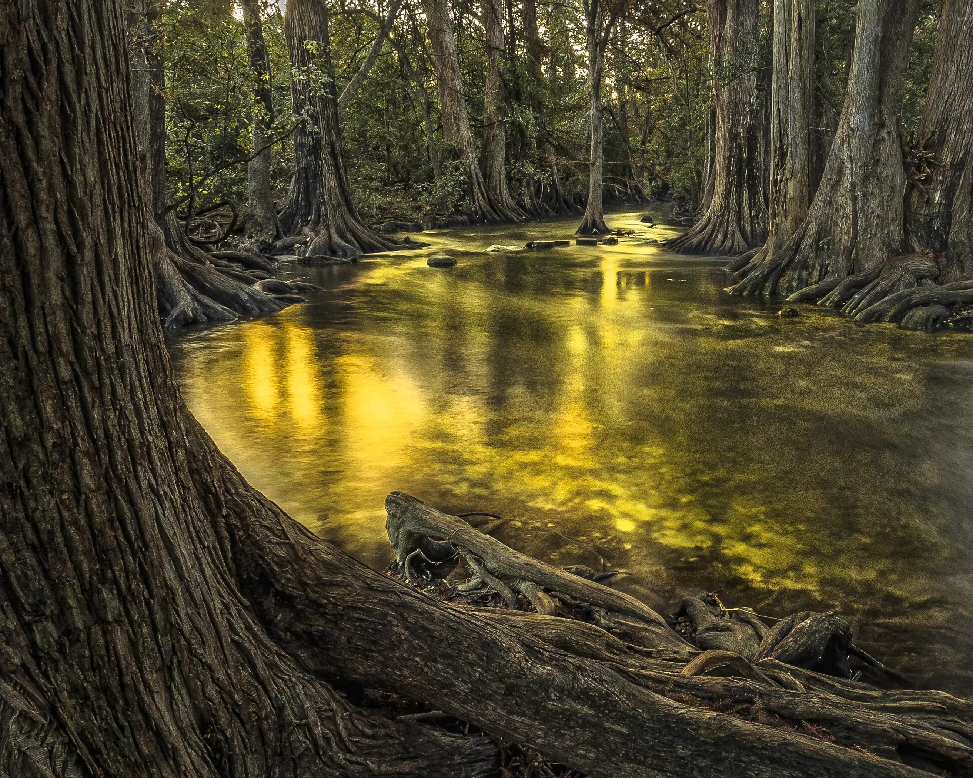 Тропическое болото. Болото Манчак. Болота Манчак в Луизиане. Болота Манчак, штат Луизиана, США. Штат Луизиана природа.