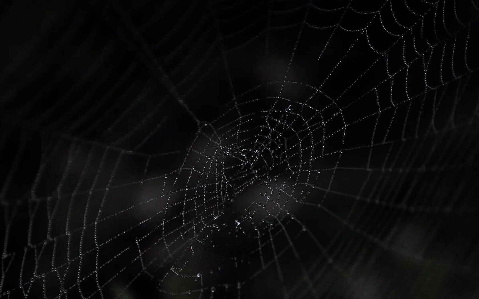 паутина. паутина 1080. паутина 1080. паутина на траве. паутина обои.