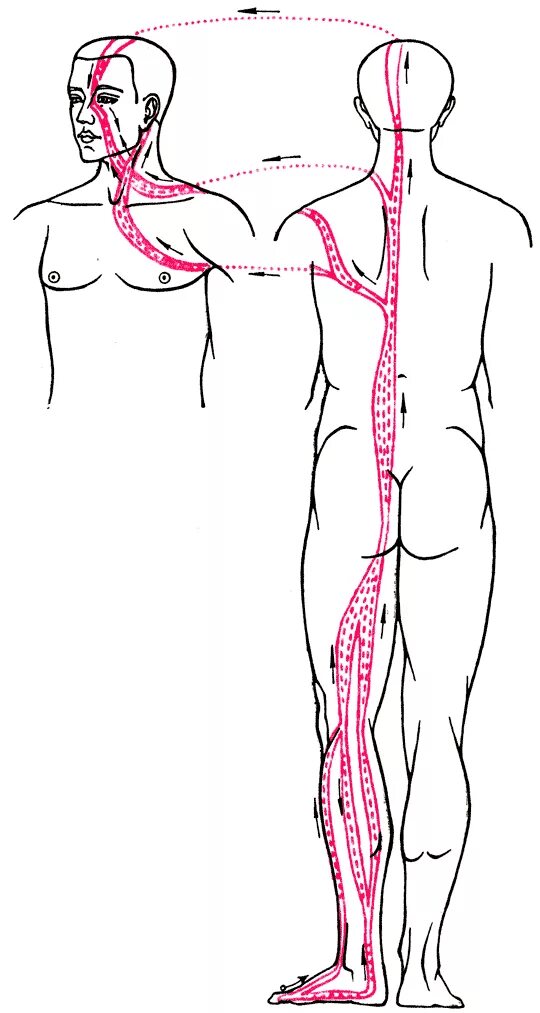 артрон меридиан для суставов. крем и капсулы артрон меридиан. капсулы arthron meridian. артровикс меридиан. меридианы на теле человека схема китайская медицина.