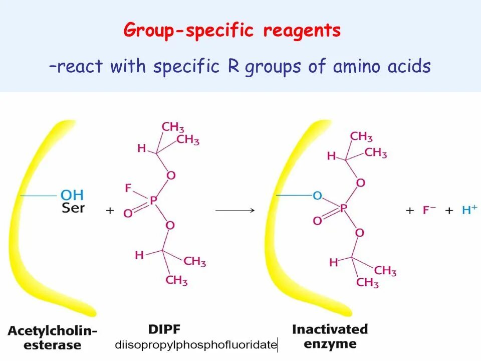 Specific group. Chemical properties of amino acids. amino acids classification. amino acid groups. structure of enzems.
