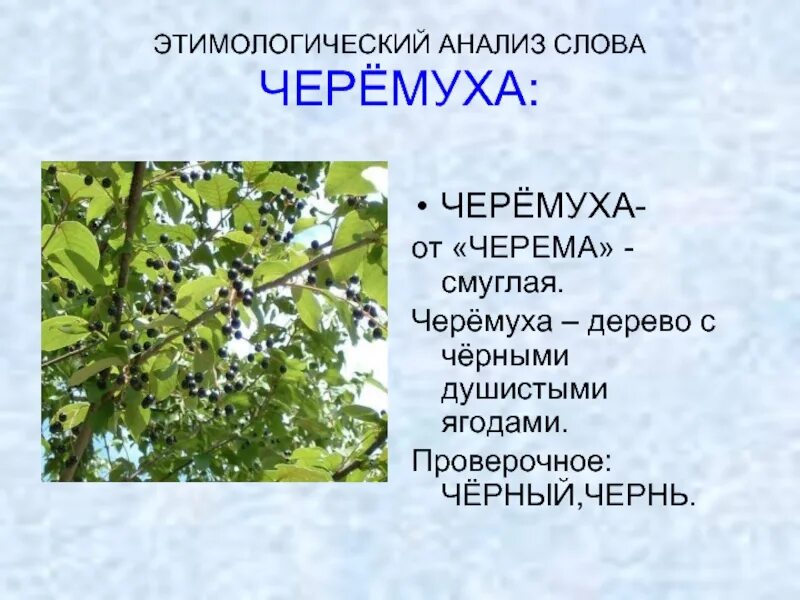 Этимологический анализ слова. Этимологический анализ слова примеры. Анализ черёмуха анализ черёмуха. Этимологический анализ терминов. Как написать слово деревья