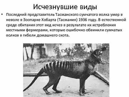 Сумчатый волк причины исчезновения