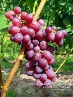 Кишмиш аксайский отзывы