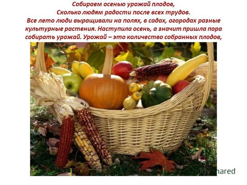 Проект урожая. Осенний урожай из пластилина. Презентация на тему богатый урожай для средней группы. Осень овощи. Дача.