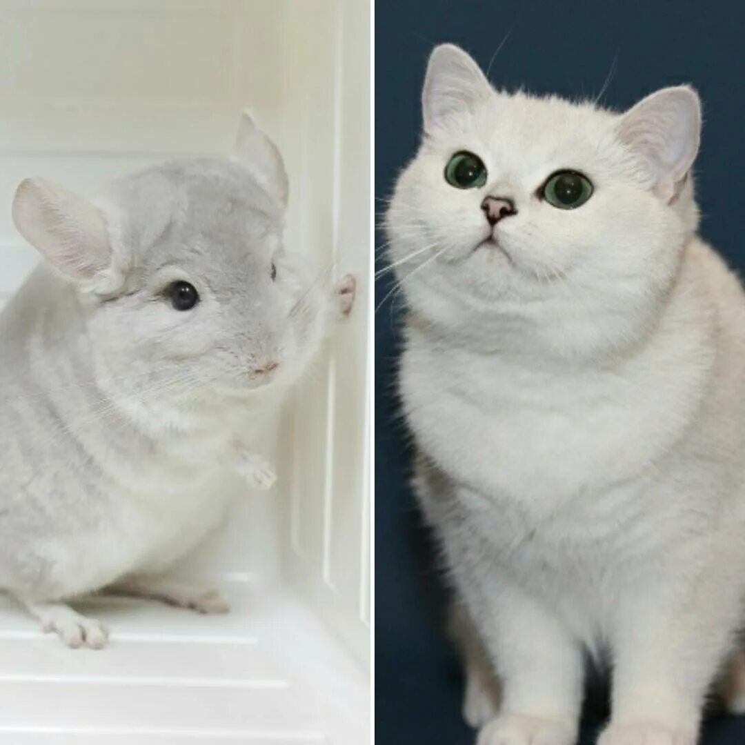Сиамская шиншилла. Порода кошек шиншилла. Британская шиншилла белая. Британская шиншилла кошка. Шиншилла какая порода
