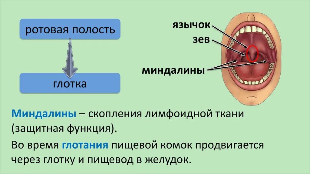 Ротовое отверстие глотка. Строение ротовой полости миндалины. Лимфоидные ткани миндалин. Строение миндалин человека.