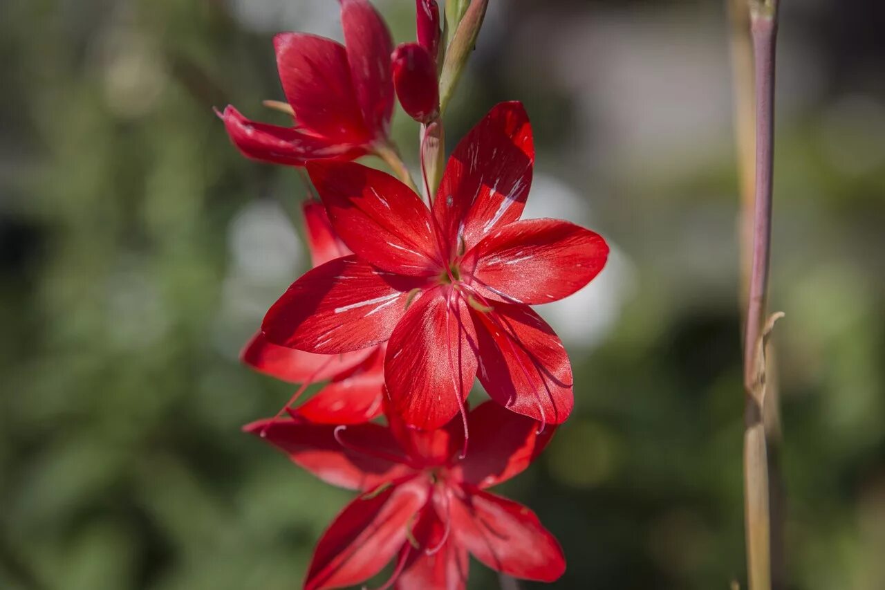 КРИН цветок. Красные цветы на стебле. Цветок с красным стеблем. Bud красный. Red plant