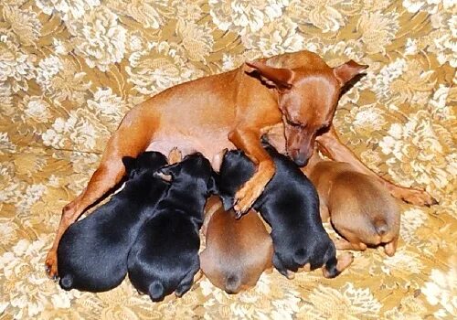 Цвергпинчер течка. Новорождённые щенки цвергпинчера. беременный карликовый пинчер. цвергпинчер щенки новорожденные. щенки карликового пинчера новорожденные.
