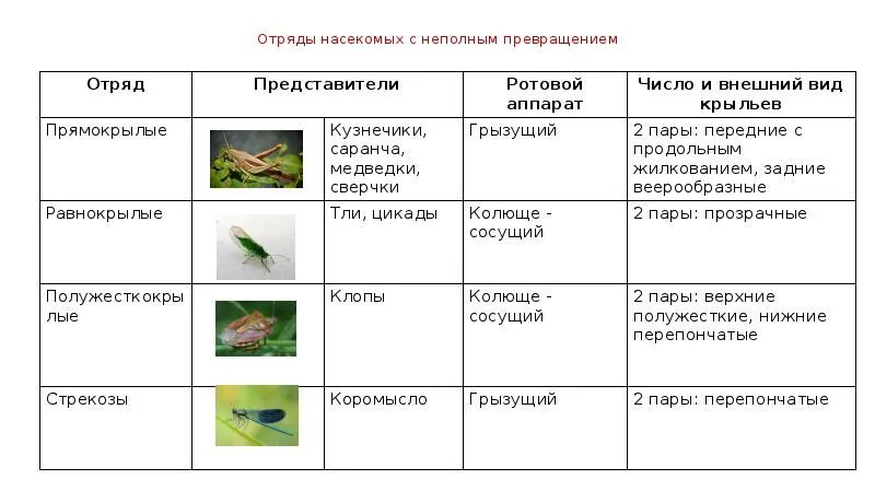 Насекомые с неполным превращением таблица. Развитие с неполным превращением таблица. Насекомые с полным и неполным превращением таблица. Насекомые полное и неполное превращение отряды развитие таблица.