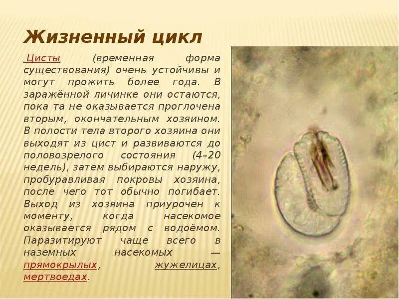 Жизненный цикл волосатика. Жизненный цикл цисты. Простейшие в состоянии цисты.