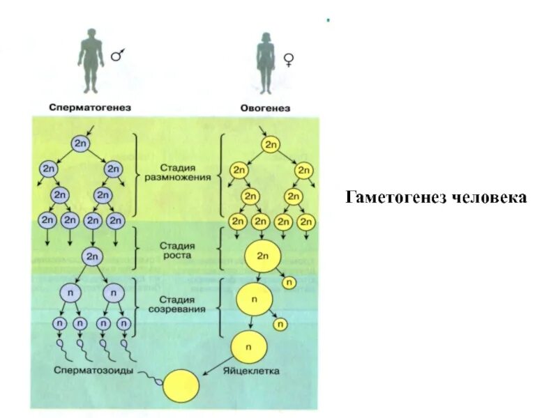 Гаметогенез размножение. Схема гаметогенеза 10 кл. Стадии развития гаметы в гаметогенезе. Гаметогенез сперматогенез овогенез.