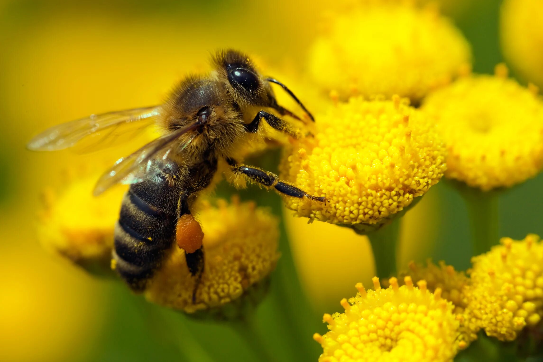 Пчелиная пыльца (Bee pollen). Цветочная пыльца на пчеле. Пыльца медоносная пчела. Пчела собирает нектар. Пчела питается пыльцой