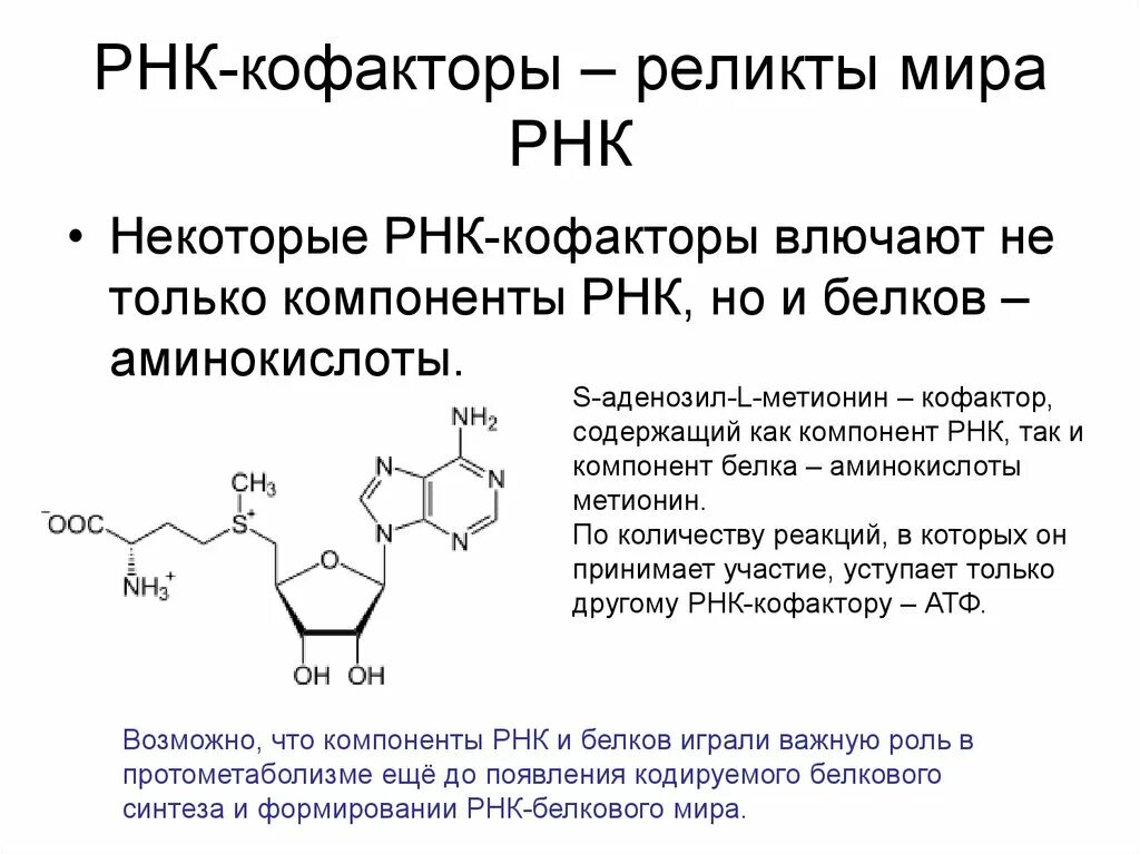 Теория РНК. Теория РНК возникновения жизни.