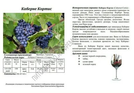 Каберне виноград характеристика описание