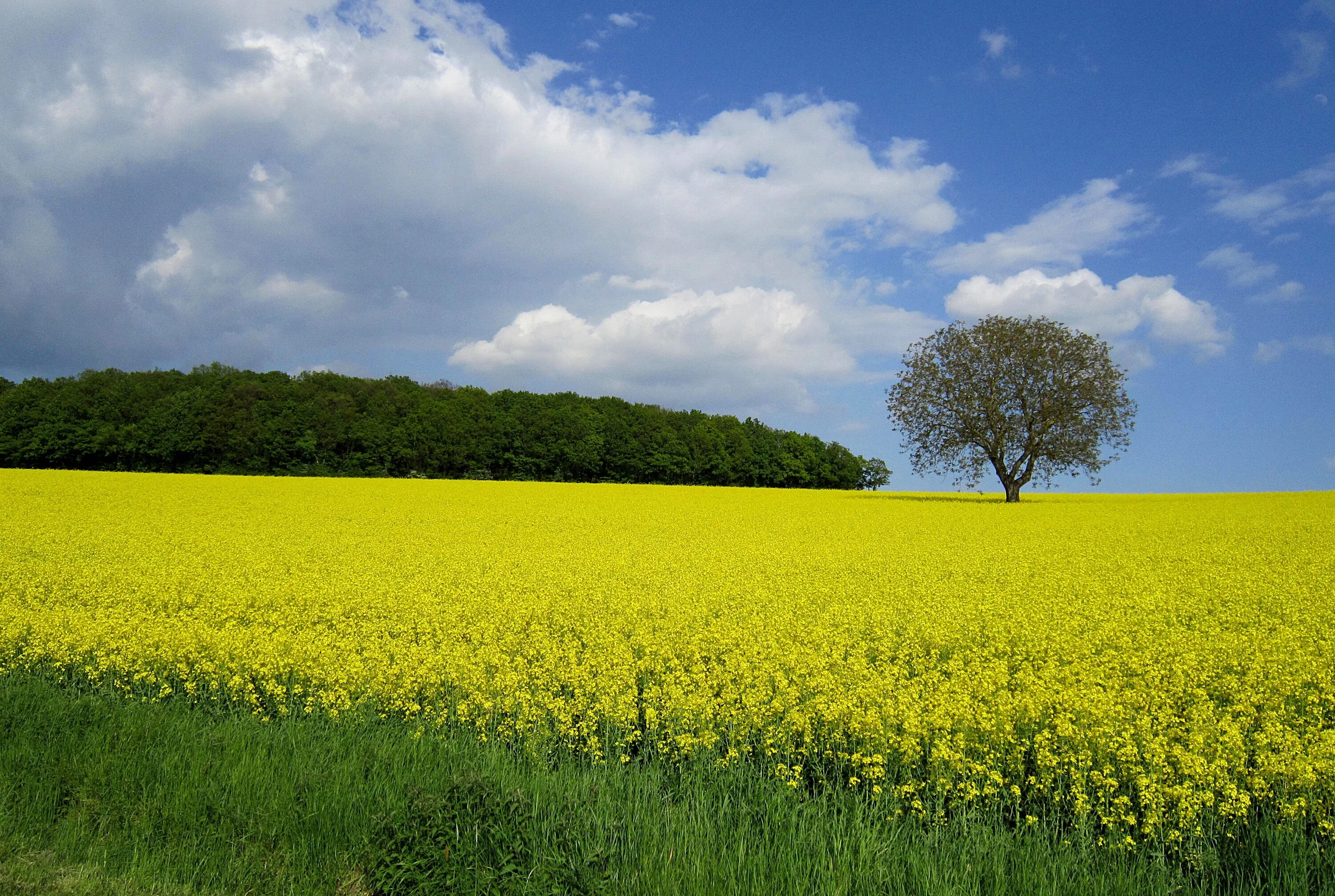 Желтое поле. Поле желтых цветов. Рапсовое поле. Желтые поля в России. Виднелось желтое поле