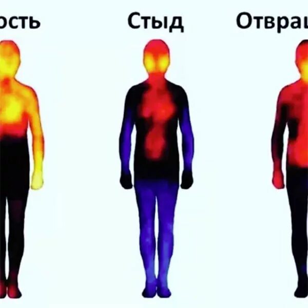 Тепловая карта эмоций. Тепловая карта эмоций человека. Чувства в теле. Эмоции и ощущения в теле. Стыд как справиться