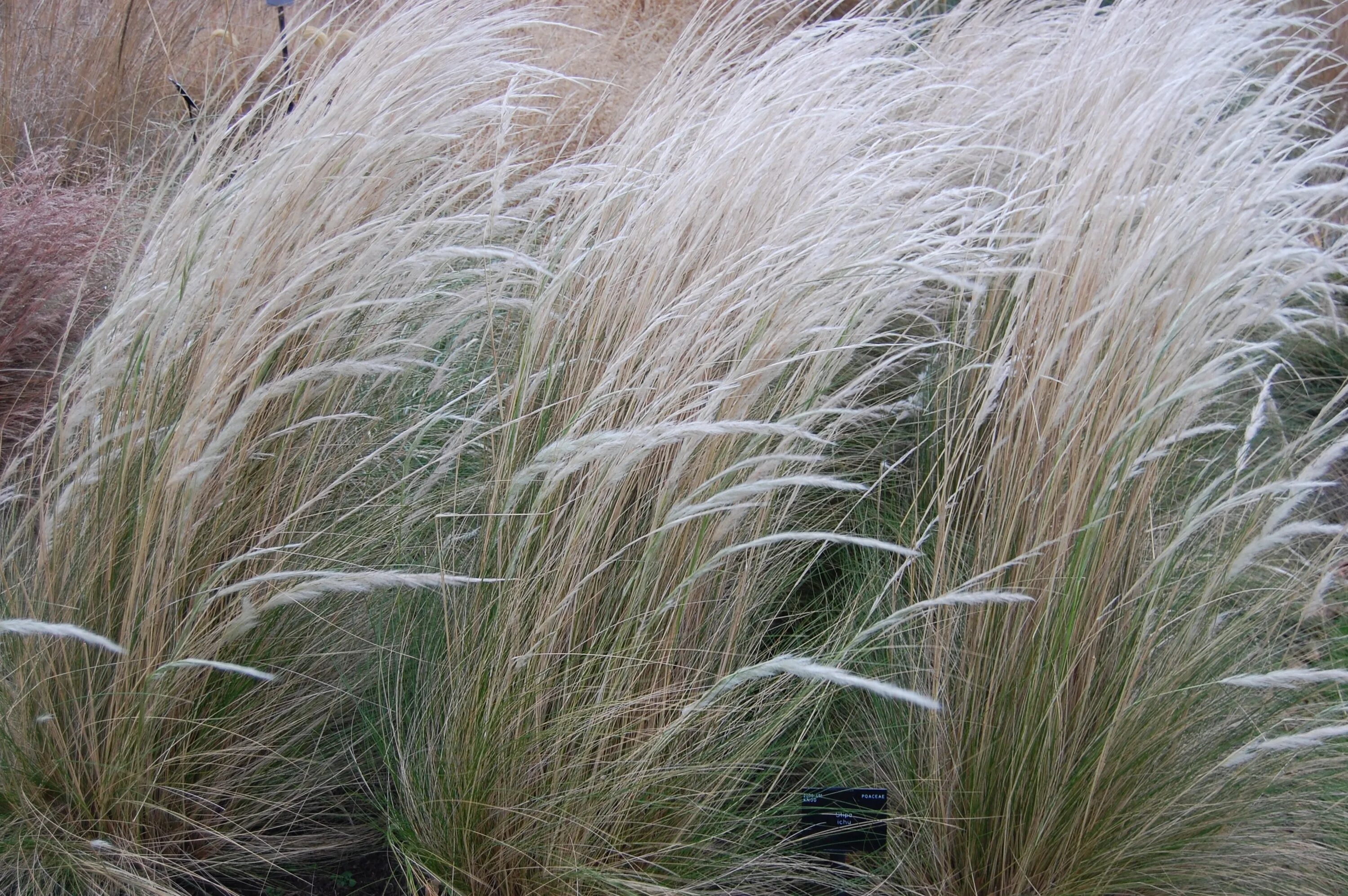 Ковыль (Stipa). Ковыль Южной Америки. Ковыль Байкальский. Ковыль тростниковидный.