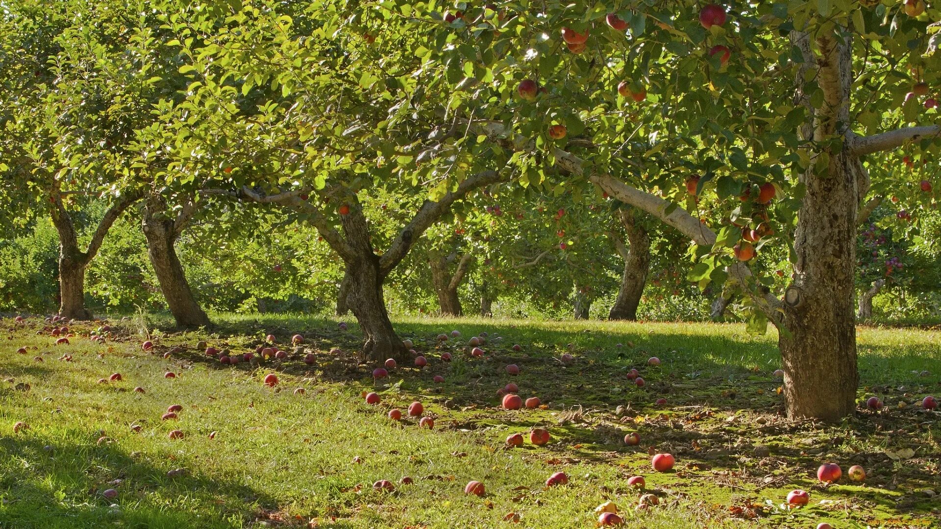 Apple tree garden