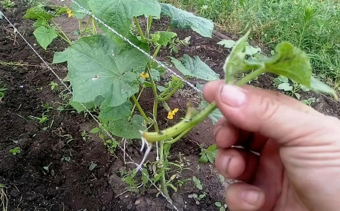 Нужно ли открывать огурцы. Пасынкование огурцов. Пасынкование кабачков. Пасынковать огурцы. Огурцы рассада пасынковать.