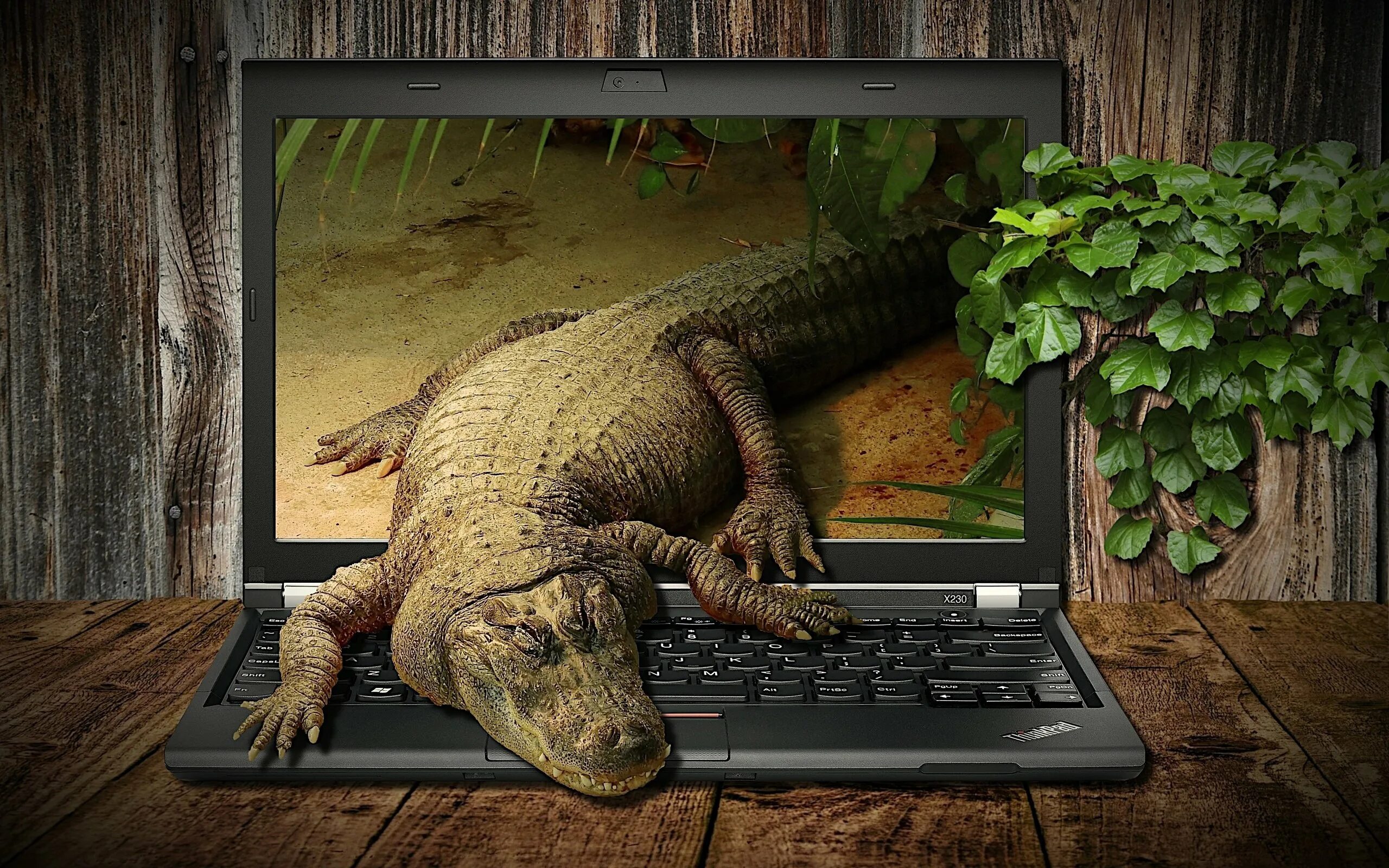 Красивый крокодил. Креативный рабочий стол. Картинки на заставку ноутбука. Крокодил с компьютером.