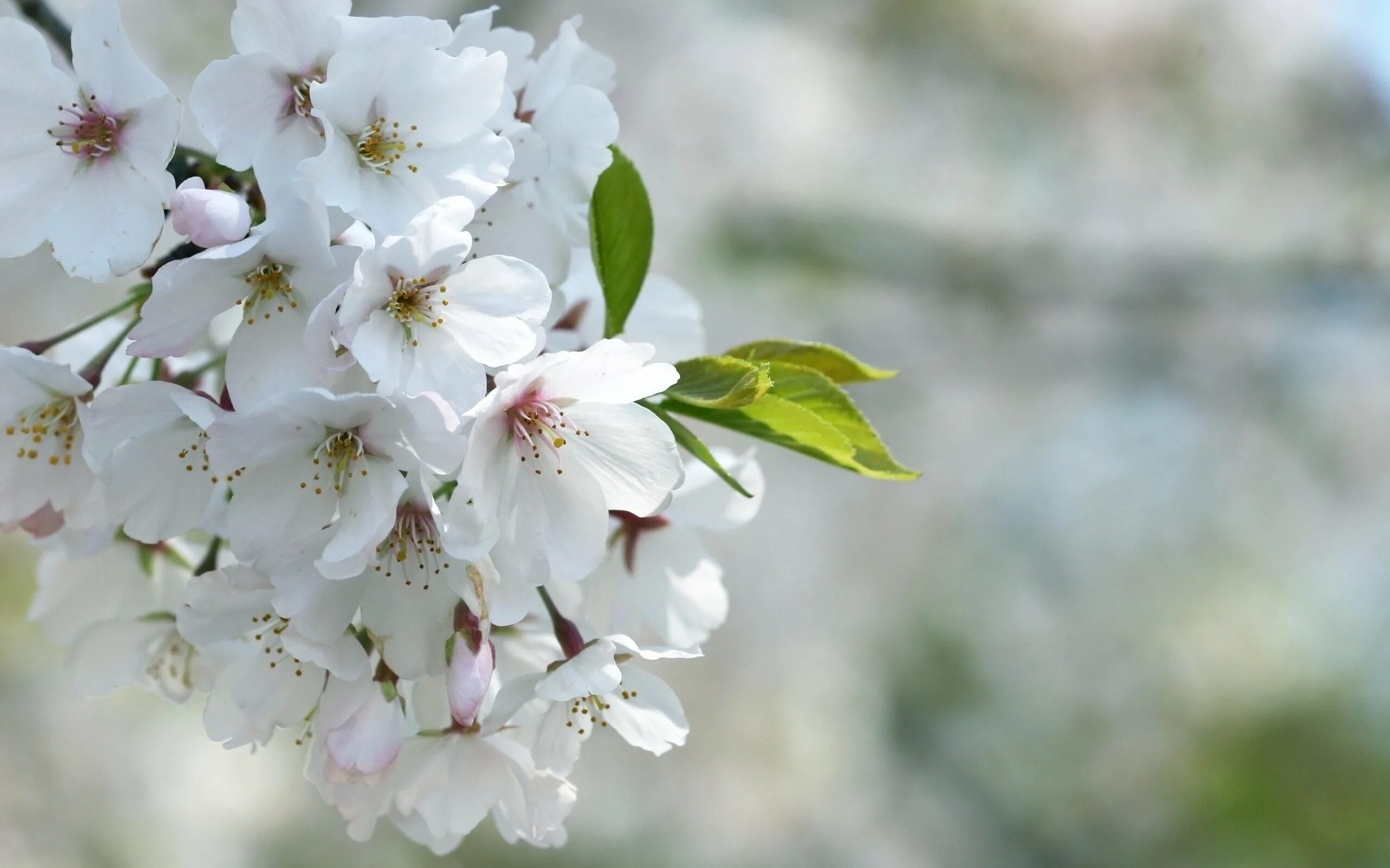 Черешня цветёт дерево анапа. Яблони в цвету. Вишня дерево цветение. Белая сакура дерево. Белая сакура дерево.