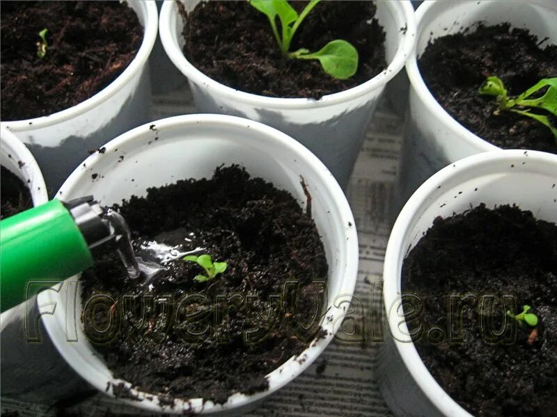 Высадка петунии на рассаду. Петуния уникум рассада. Высаживание петунии. Петуния рассада. Петуния водопадия.