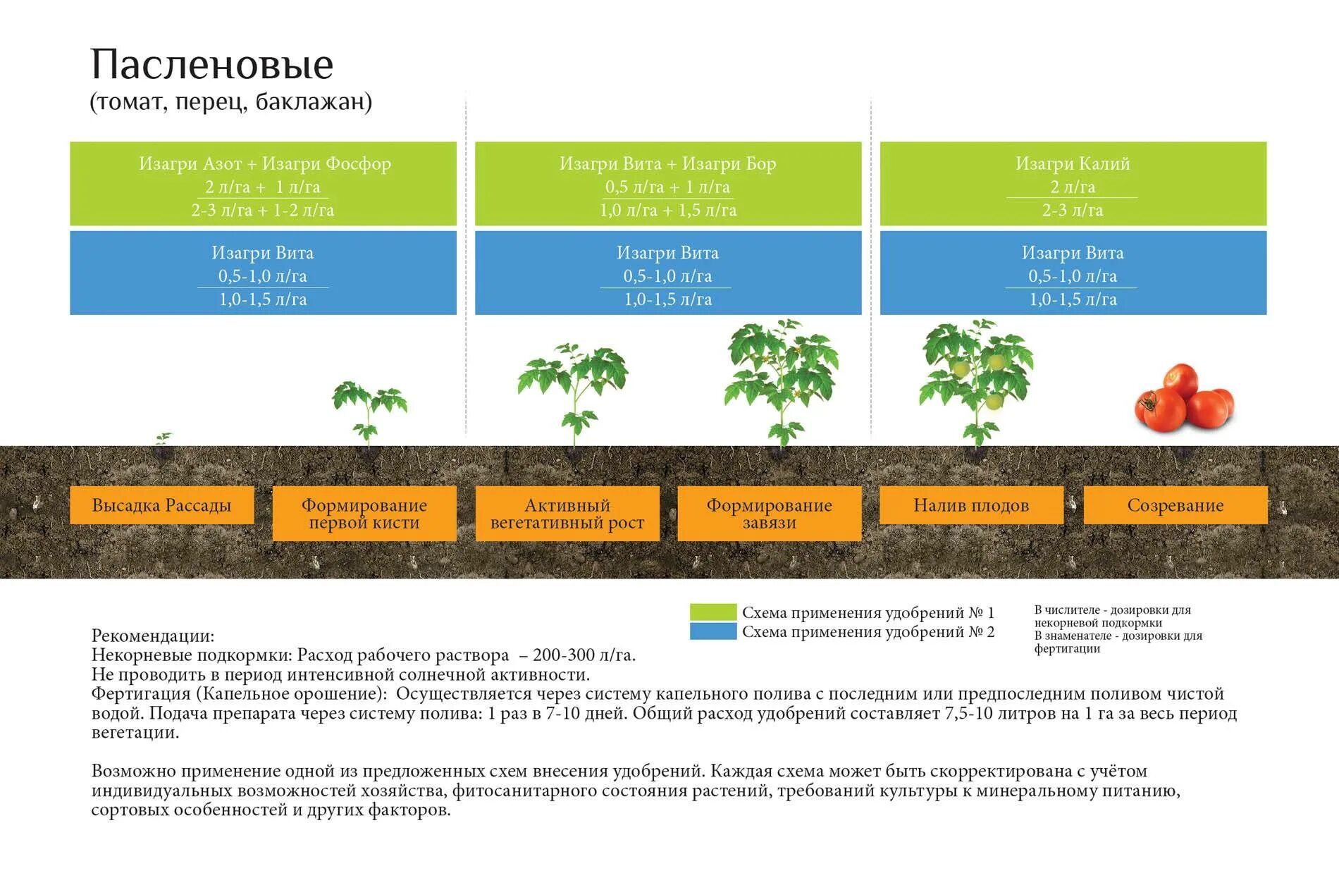 Схема рассады томатов. Схема подкормки рассады томатов. Схема удобрения томатов. Схема удобрения для помидор в теплице. Схема подкормки томатов в открытом грунте.