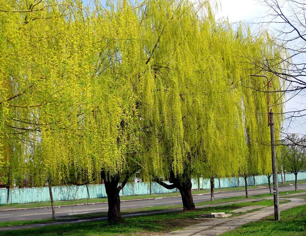 Какая растет верба. Верба дерево. Верба тальник дерево. Ива прутовидная цветет. Ива дерево цветет.