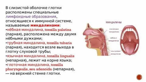 Глоточная миндалина