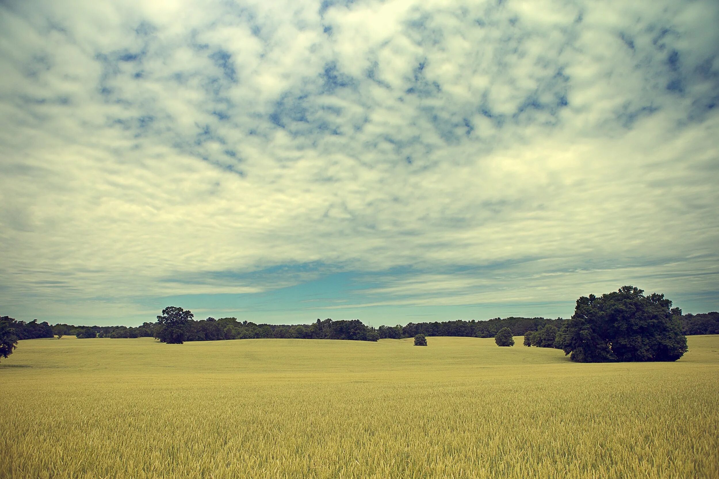 остались поля пустые. пасмурное поле. остались поля пустые. небо горизонт. остались поля пустые.