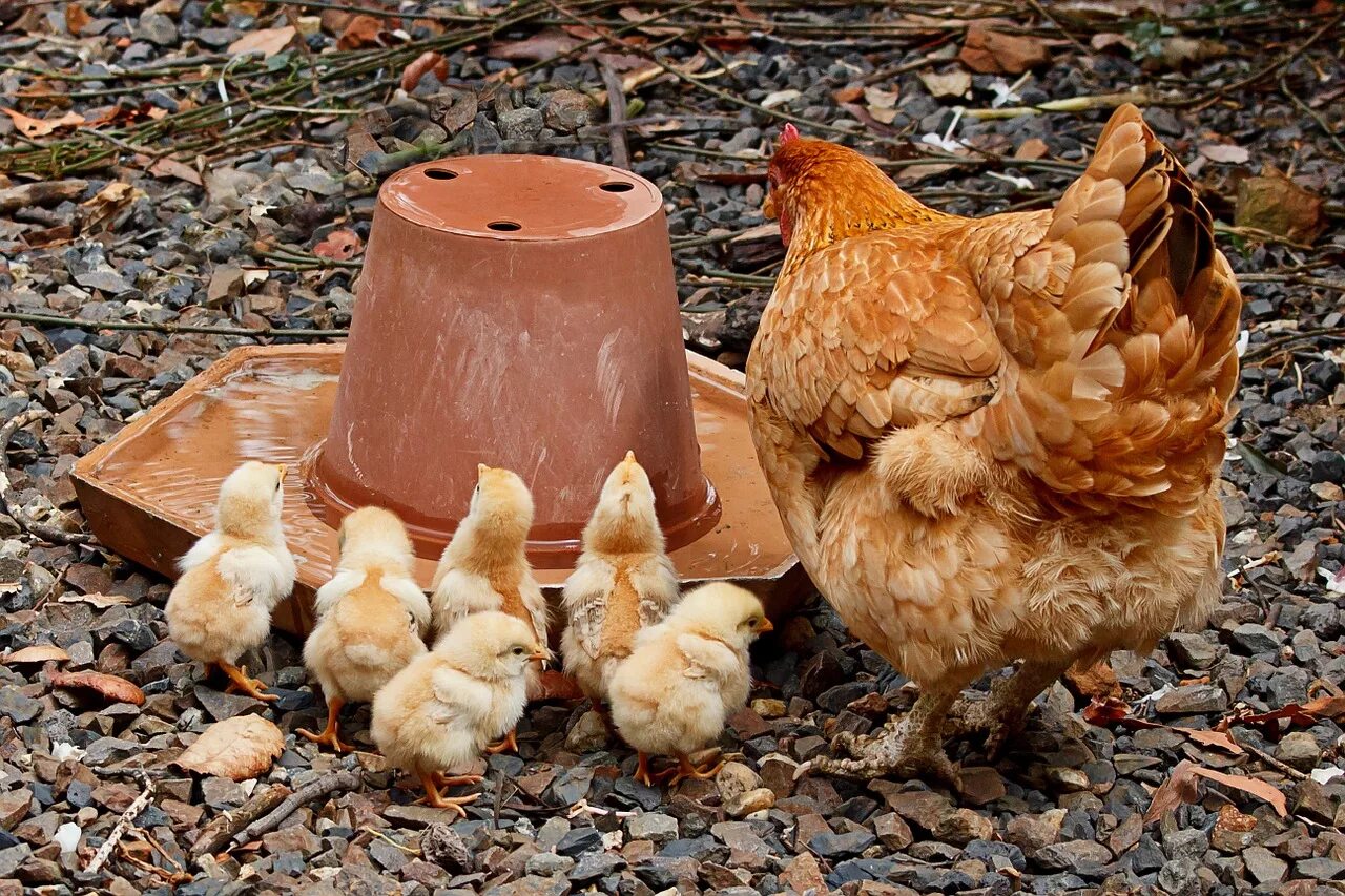 Your chickens. Люйкейндадзи куры несушки. Гайские куры несушки. Ломан Браун. Курица с цыплятами.