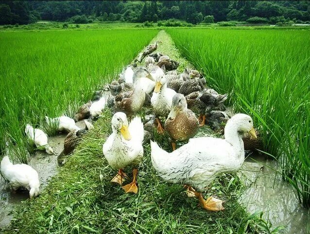 Утка и утята в поле. Утки бали. Пруд журавлиная заводь. Птицы лугов. Уточка в поле.