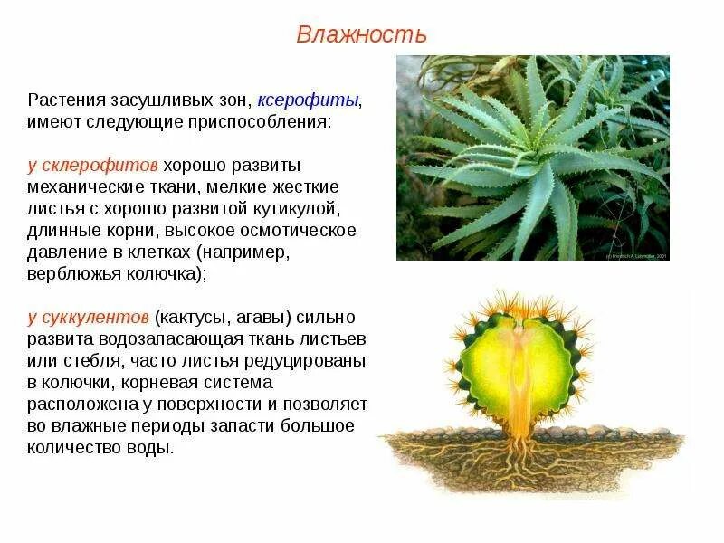 Среда обитания кактуса и ежа лабораторная работа. Корни ксерофитов. ксерофиты приспособления. растения ксерофиты приспособления. приспособления кактуса к засушливым условиям.