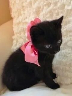 Котенок с бантиком