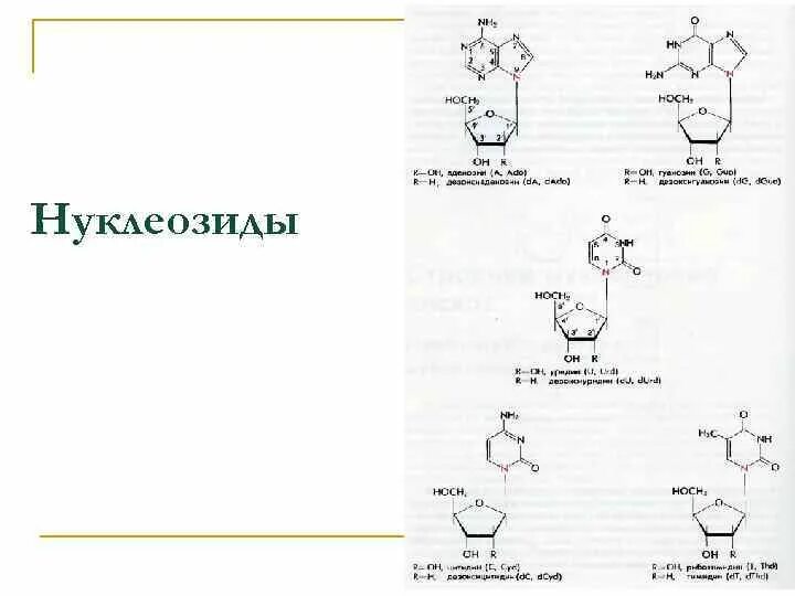 Нуклеотид и нуклеозид. Нуклеозид и нуклеотид отличия. Отличие нуклеотида от нуклеозида. Тимидиловый ДНК нуклеозид схема.