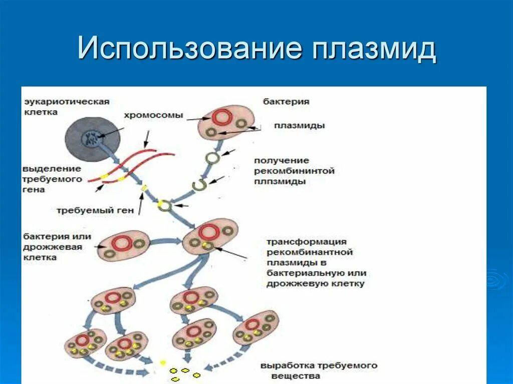 Роль плазмиды в бактериальной клетке. Функции плазмиды в бактериальной клетке. Строение плазмид бактерий. Разновидности плазмид бактерий микробиология. К плазмидам относятся