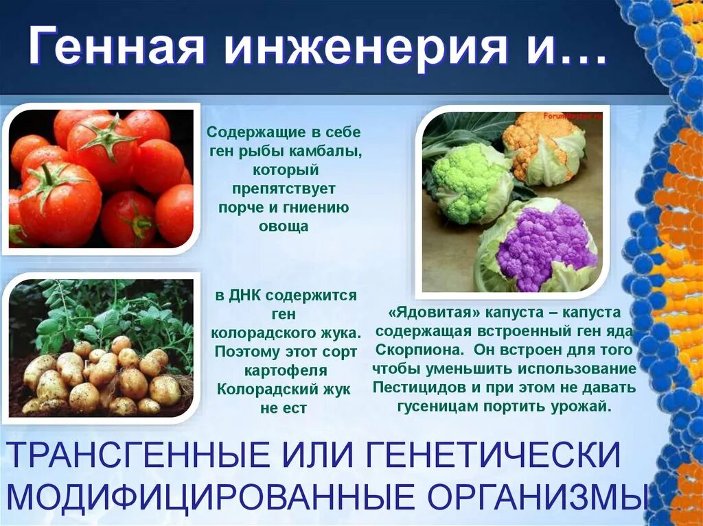 Какова цель генной инженерии. Продукты генной инженерии. Генная инженерия примеры. Достижения генной инженерии. Продукты генной инженерии примеры.