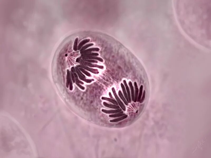 кариокинез в корешке лука под микроскопом. деление клетки в световом микроскопе. профаза гистология. митоз в клетках кончика корня лука. микропрепарат митоз в клетках корешка лука.