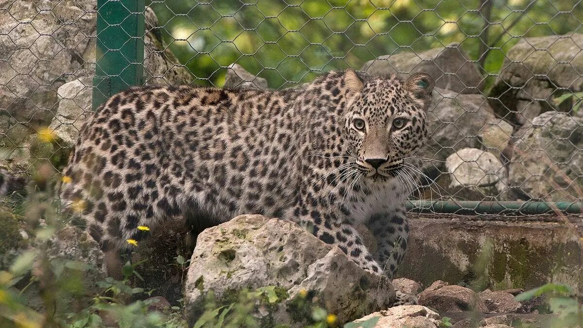 зоопарк диких животных. берлинский зоопарк носорог. дикие животные животные в зоопарке заповеднике. дикие животные животные в зоопарке заповеднике. звери из зоопарка.