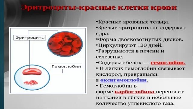 Кровотечения 8 класс биология. Строение крови 8 класс. Состав крови 8 класс биология. Кровь биология 8 класс. Функции крови в организме человека.